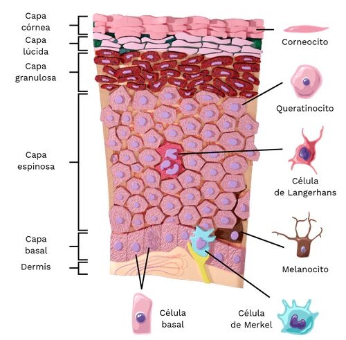 LAS CAPAS DE LA PIEL – LA EPIDERMIS